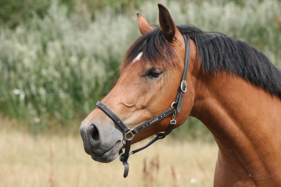 Knabstrupper Nørrebøgegaardens Macon SOLGT billede 3