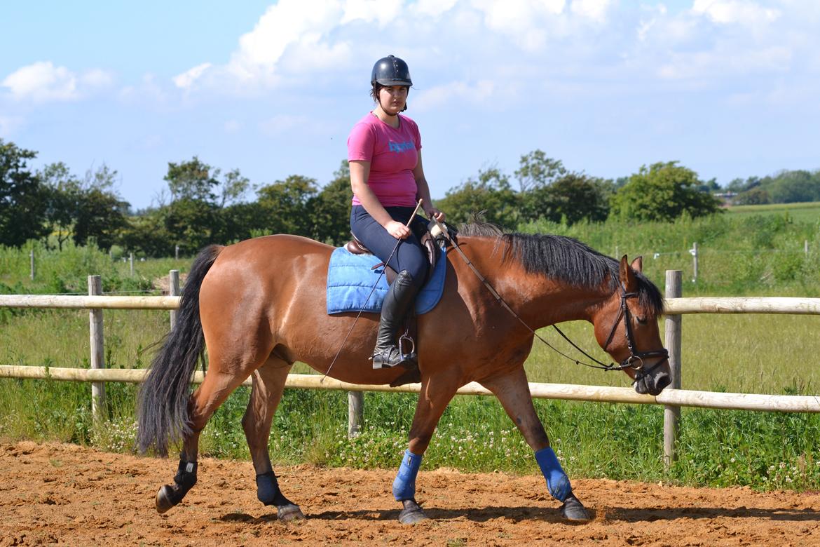 Knabstrupper Nørrebøgegaardens Macon SOLGT billede 22