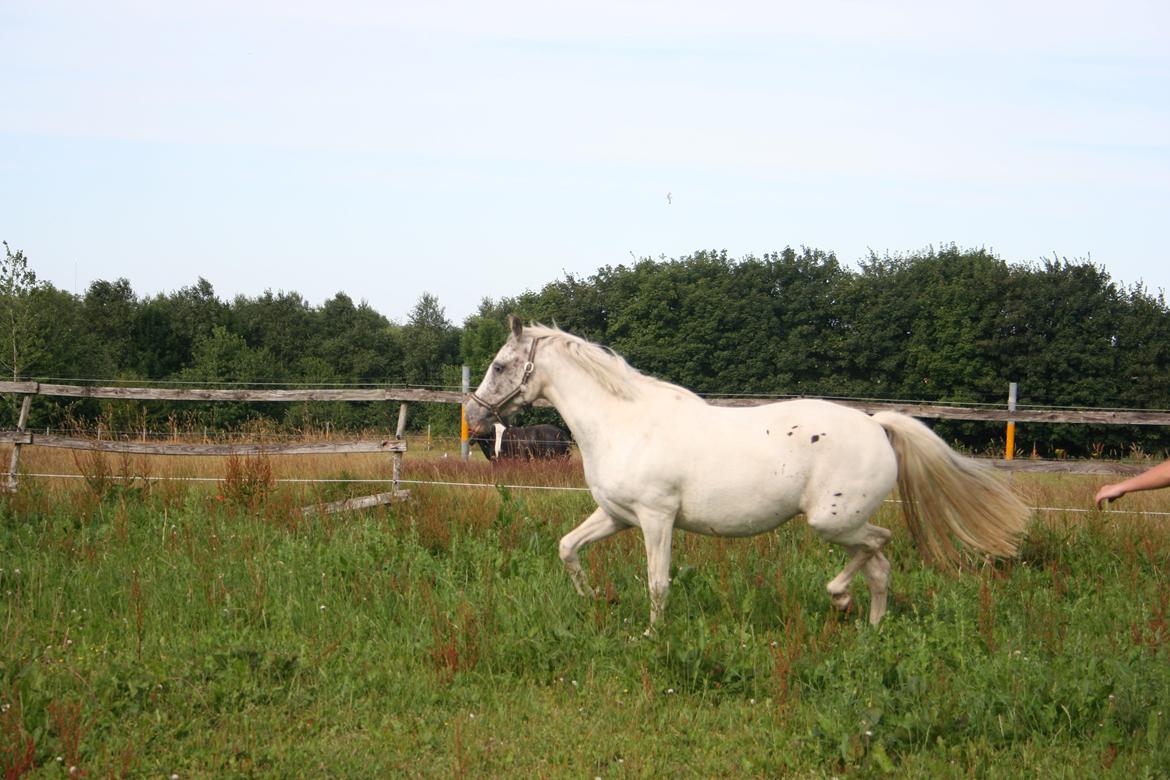 Anden særlig race Frk. Smilla billede 2