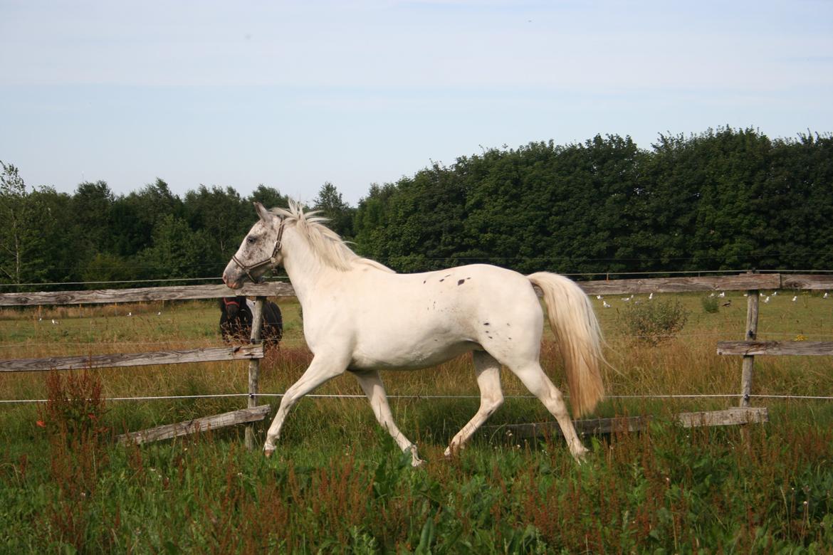 Anden særlig race Frk. Smilla billede 4