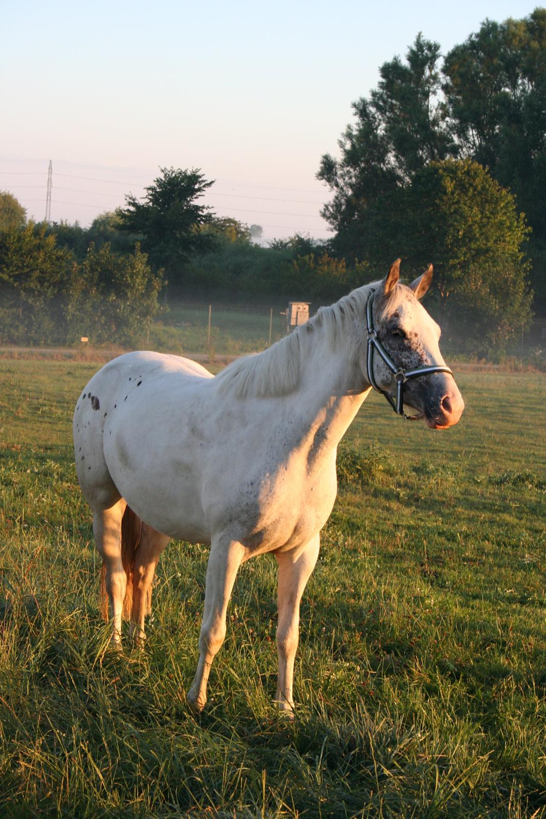 Anden særlig race Frk. Smilla billede 1