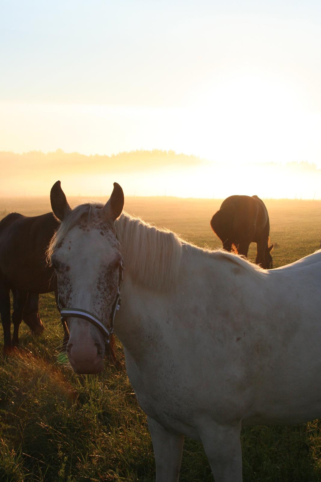 Anden særlig race Frk. Smilla billede 11