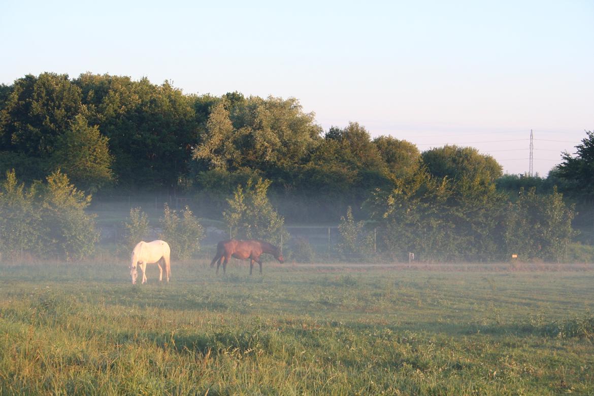 Anden særlig race Frk. Smilla billede 13