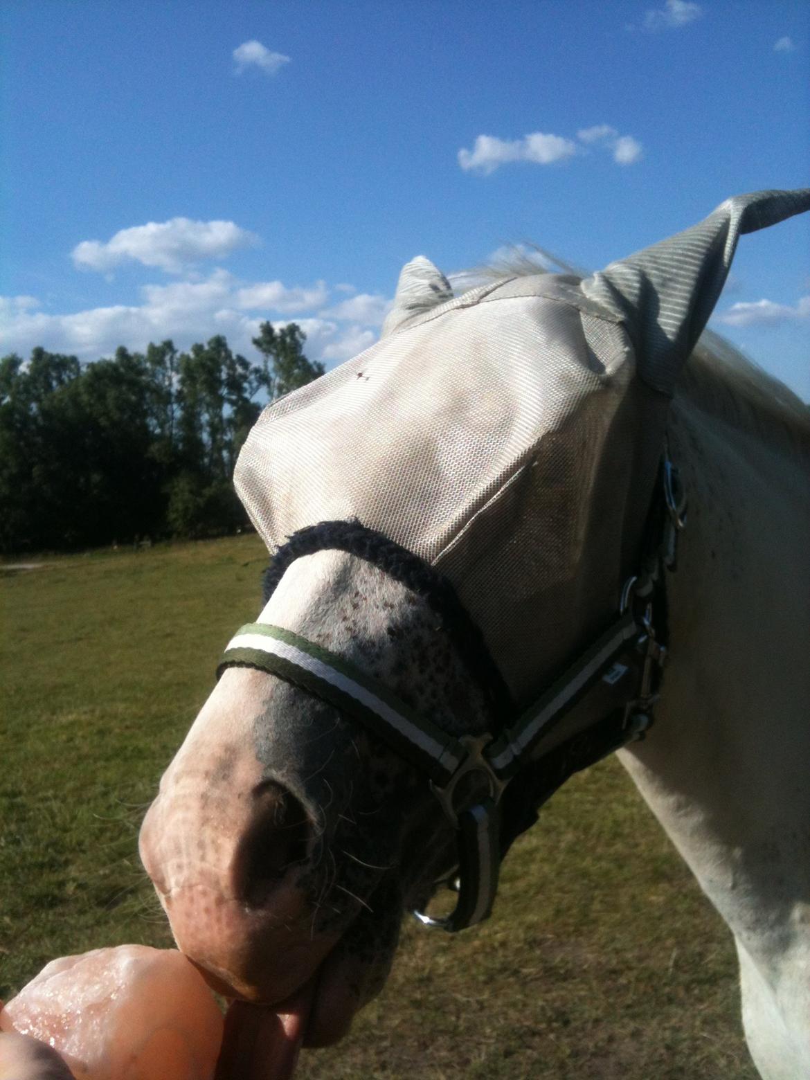 Anden særlig race Frk. Smilla billede 16