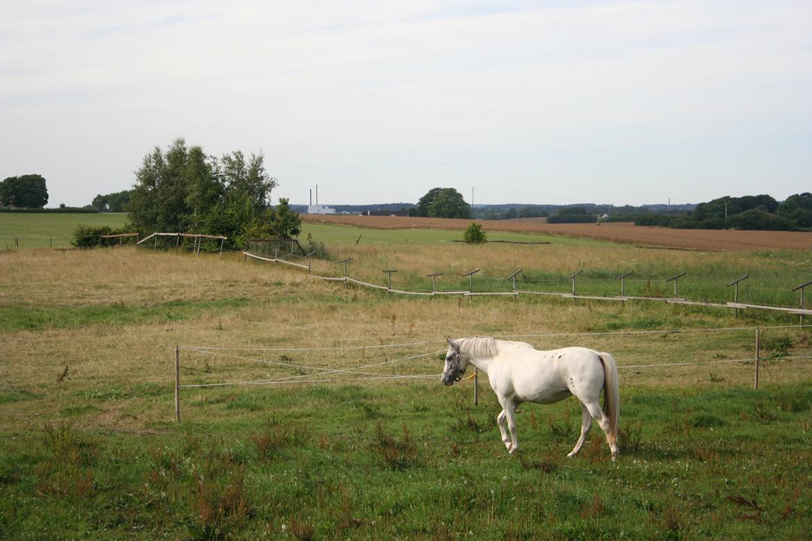 Anden særlig race Frk. Smilla billede 18