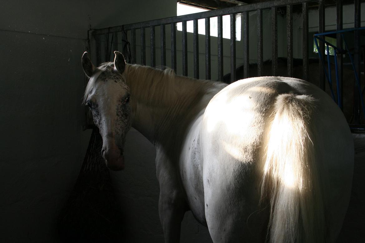 Anden særlig race Frk. Smilla billede 20