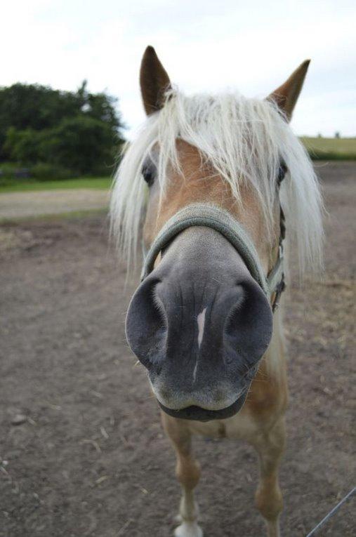 Tyroler Haflinger Wesli billede 2