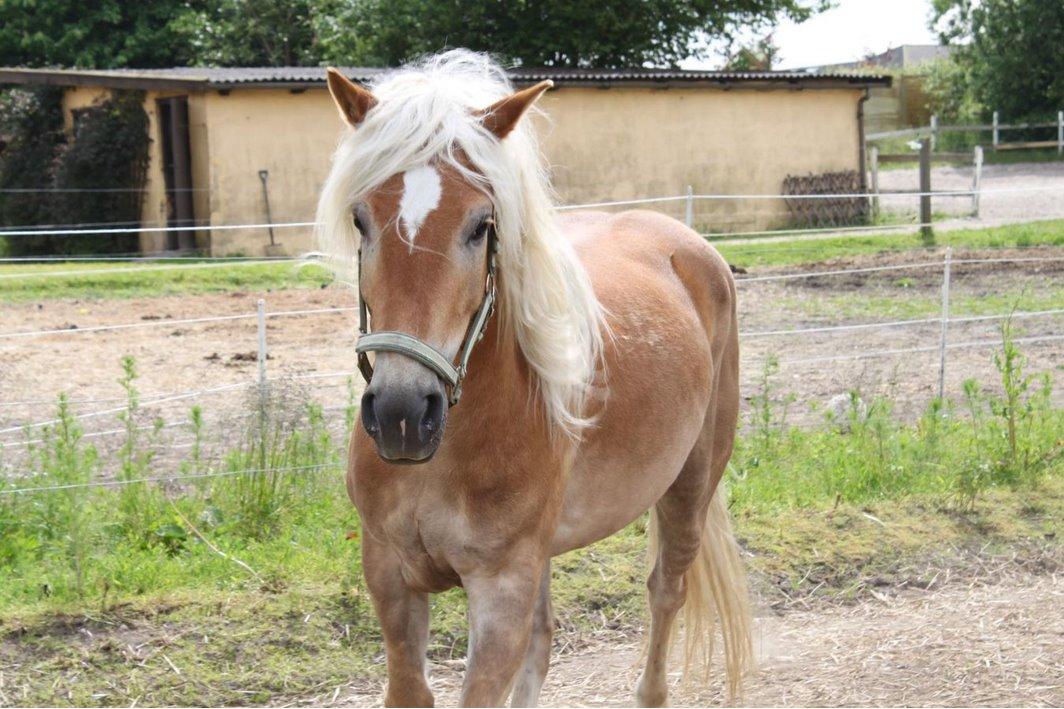 Tyroler Haflinger Wesli billede 3