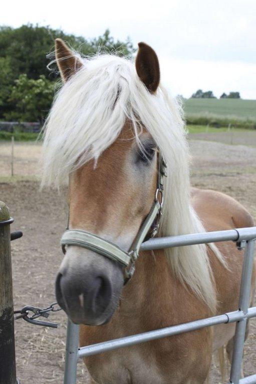 Tyroler Haflinger Wesli billede 4