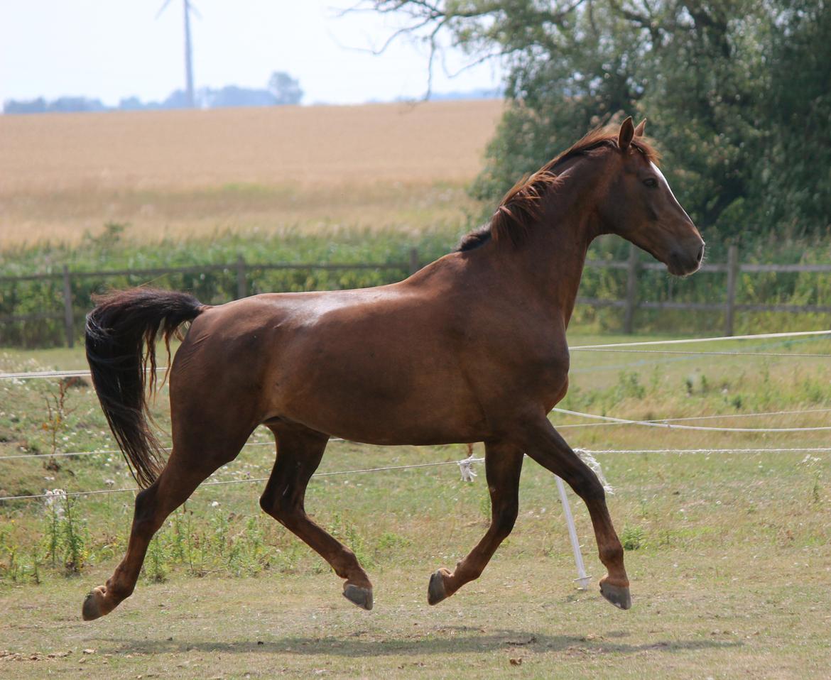 Dansk Varmblod Rascal Egeskov billede 25