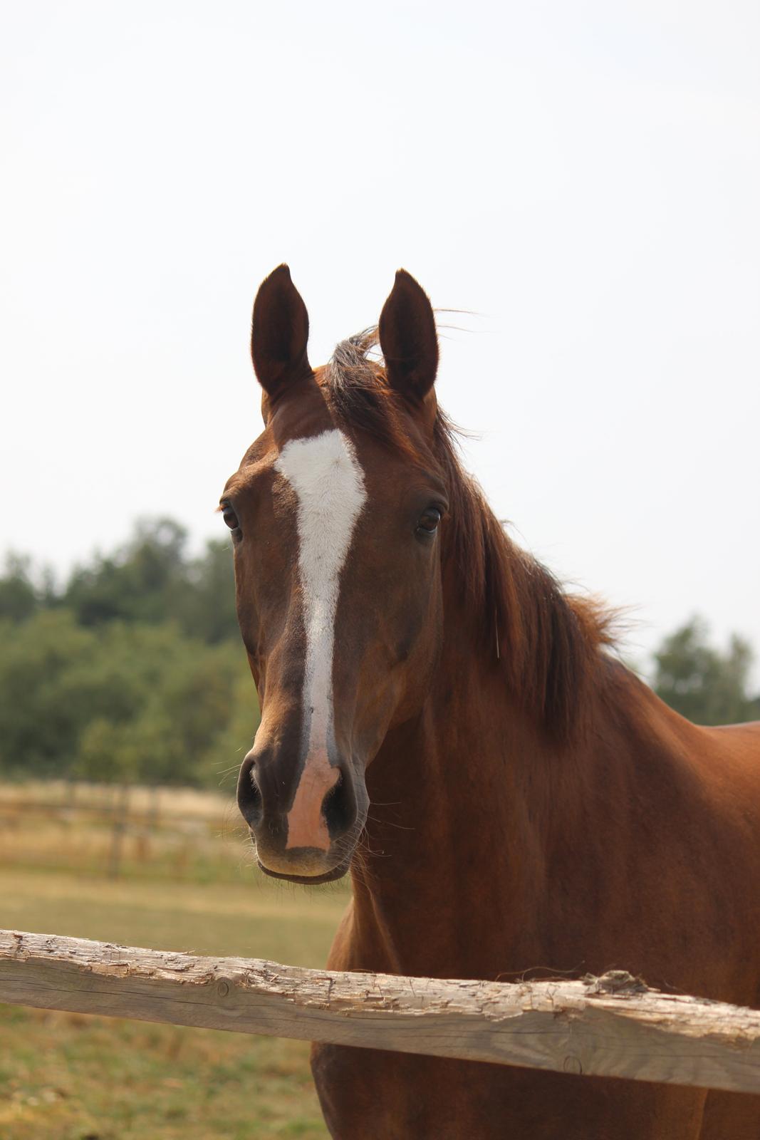 Dansk Varmblod Rascal Egeskov billede 16