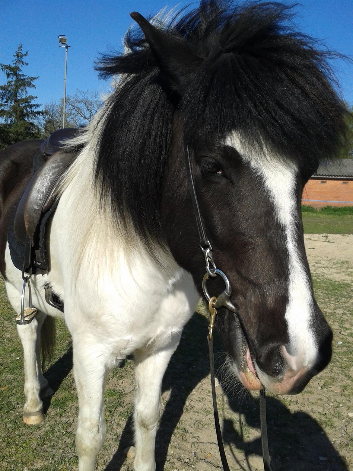 Islænder Glanni( Glans ) billede 15