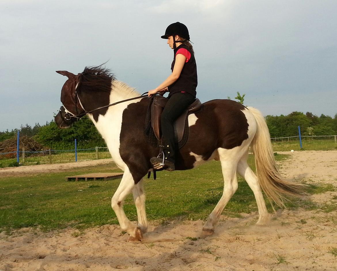 Islænder Glanni( Glans ) billede 16