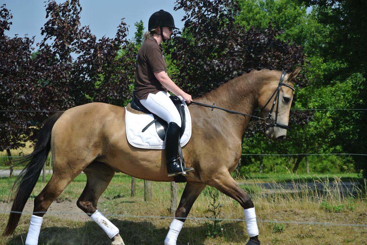 Anden særlig race Asbo´s Fiona billede 15