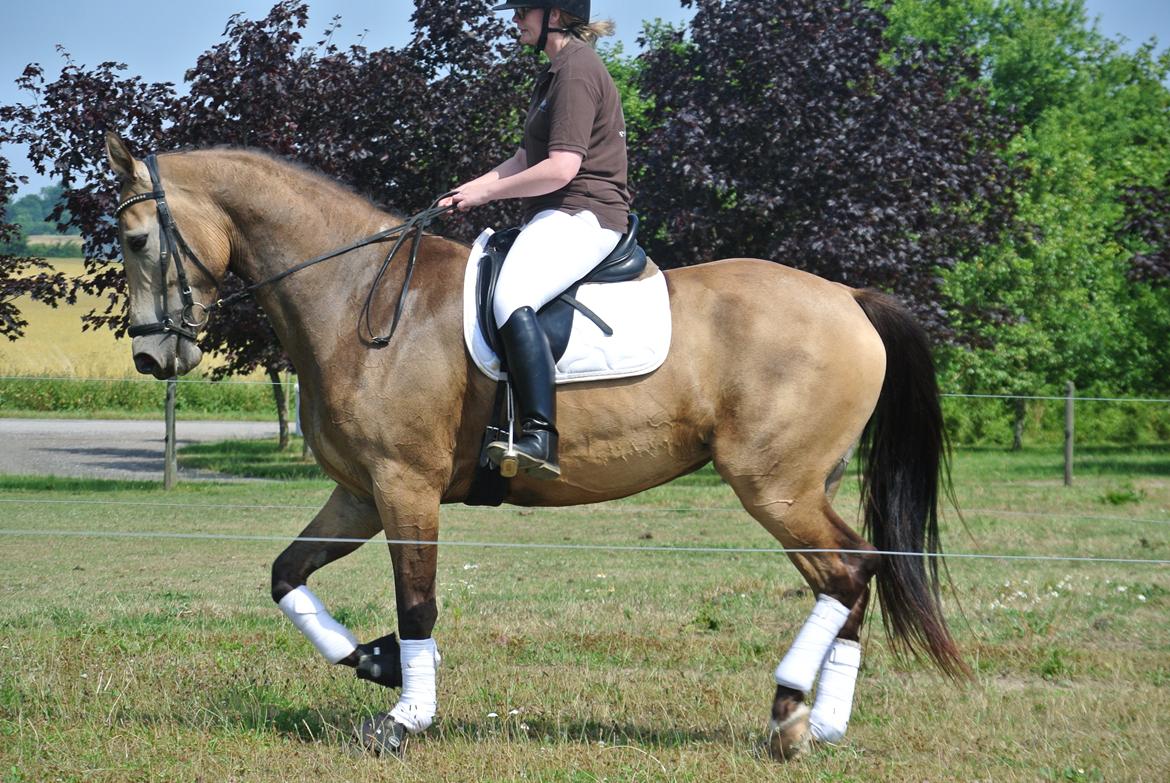 Anden særlig race Asbo´s Fiona billede 16