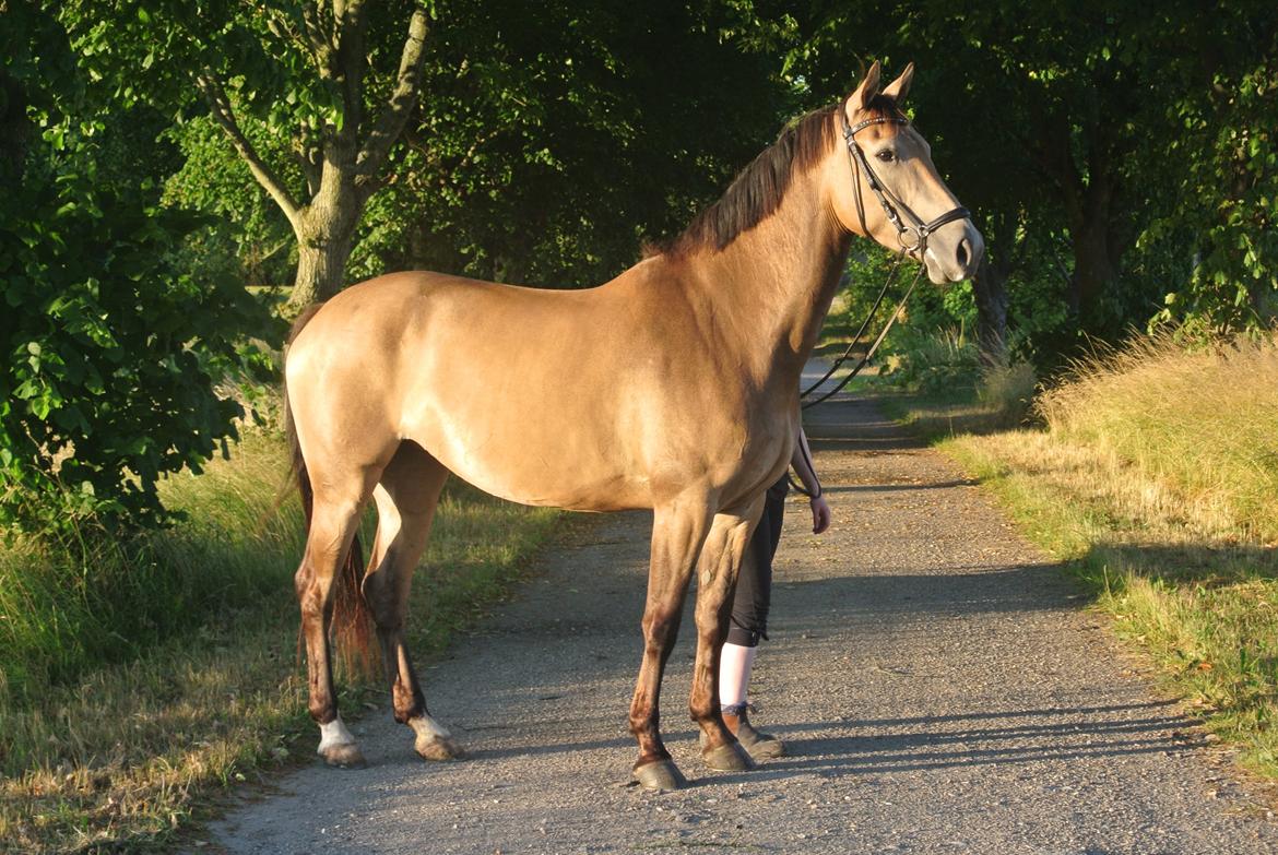 Anden særlig race Asbo´s Fiona billede 19