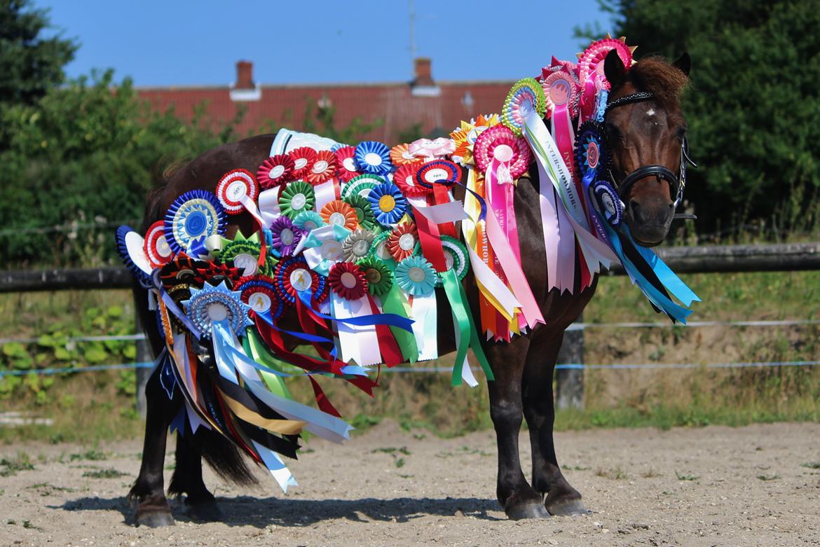 Shetlænder Sofus - 29. juli 2014 billede 4