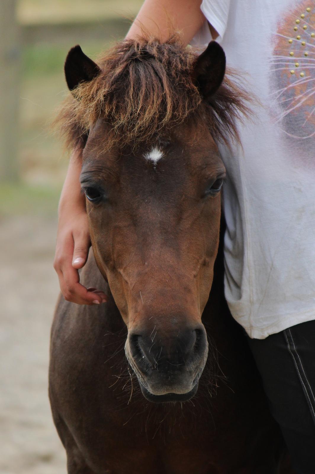 Shetlænder Sofus - Sofus på ridelejr med Katrine! billede 12