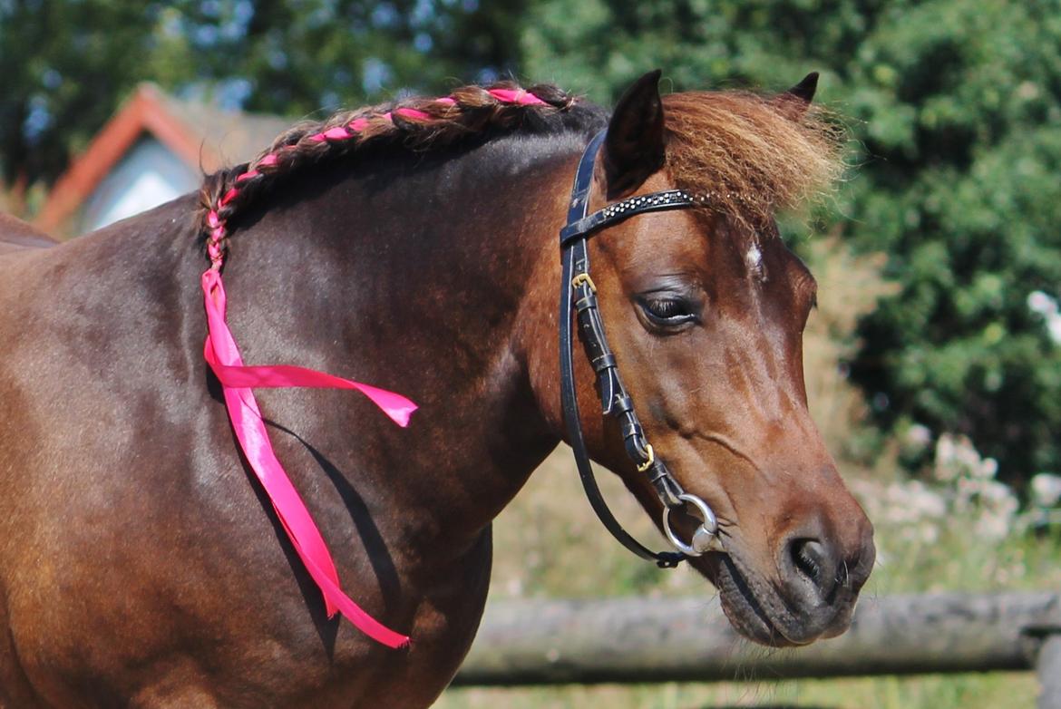 Shetlænder Sofus - 29. juli 2014.  billede 3