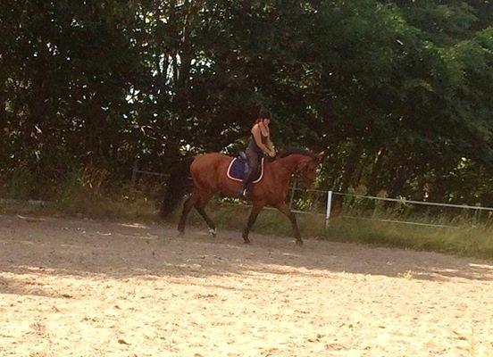 Dansk Varmblod Largo billede 1