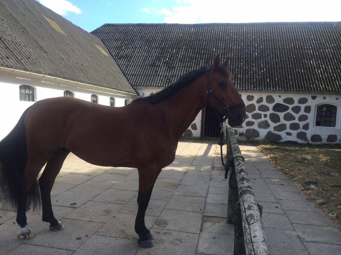 Dansk Varmblod Largo billede 5