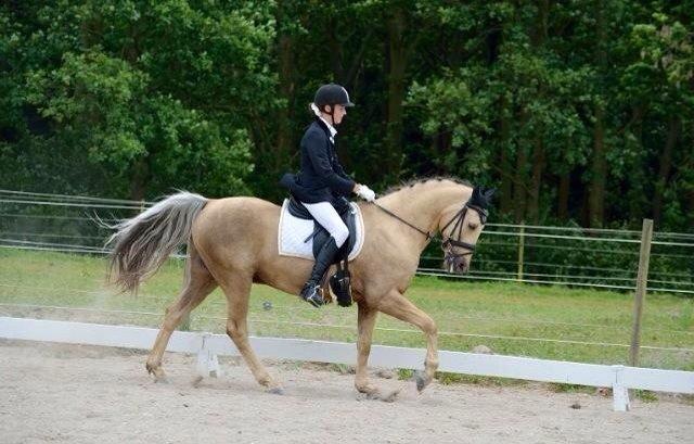 New Forest Balasjow billede 1