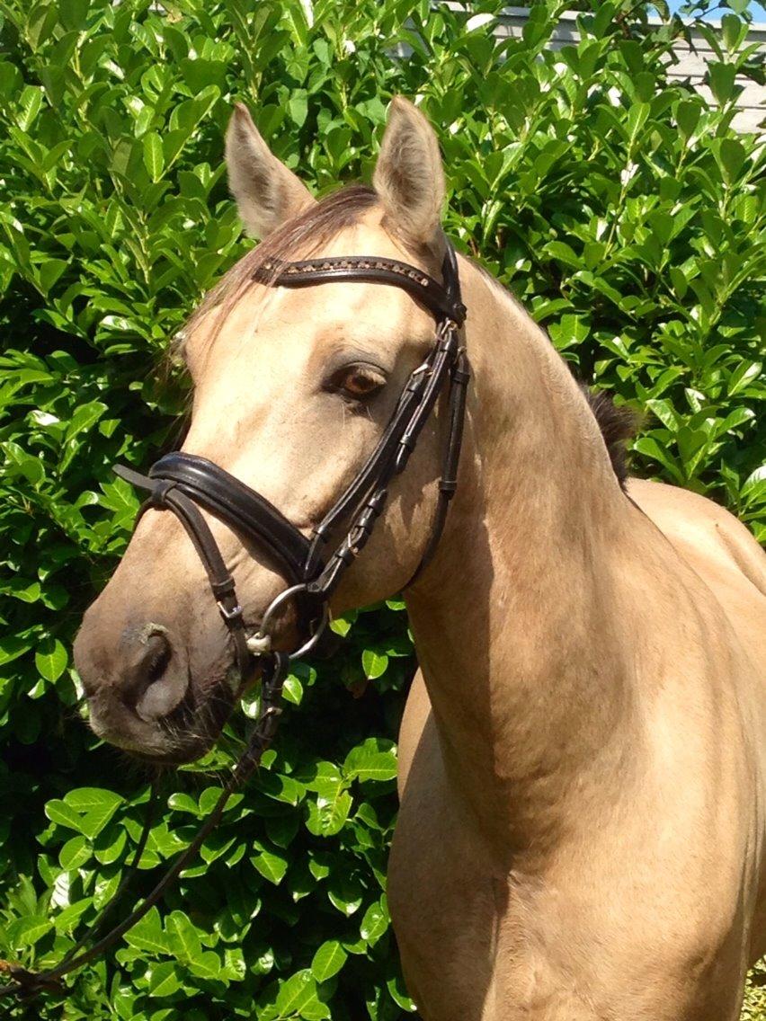 New Forest Balasjow billede 4