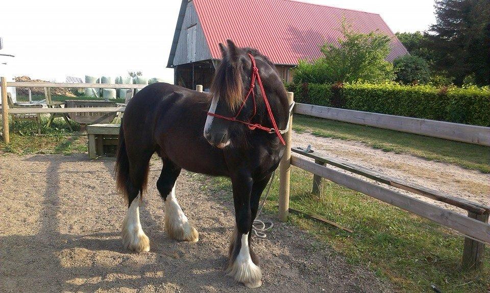 Irish Cob Royal Riain by Lovecob - Riain udvikler sig fint nu 1 år og 5 mdr - juli 2014 billede 11