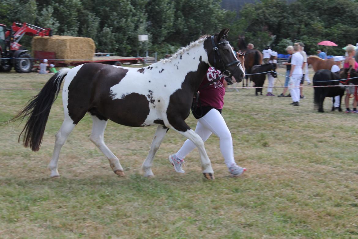 Pinto Daisy Stald Hosby billede 19