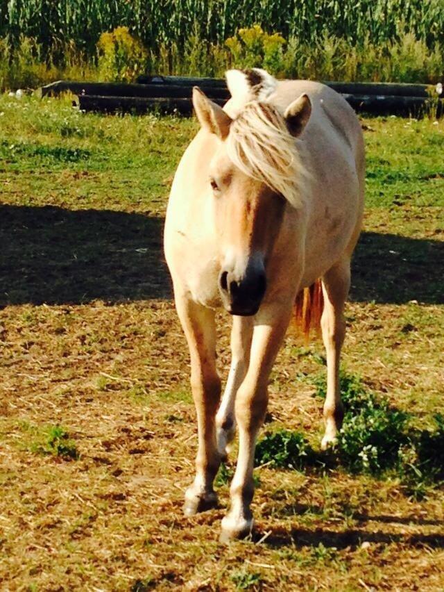 Fjordhest Vikkelsøe's unika billede 1