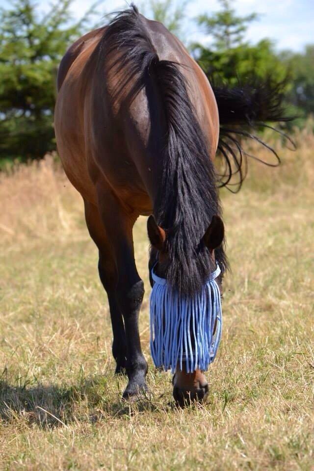 New Forest Mister twostar (tidl. Part) billede 11