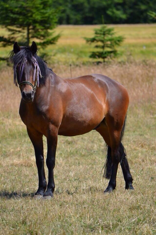 New Forest Mister twostar (tidl. Part) billede 14