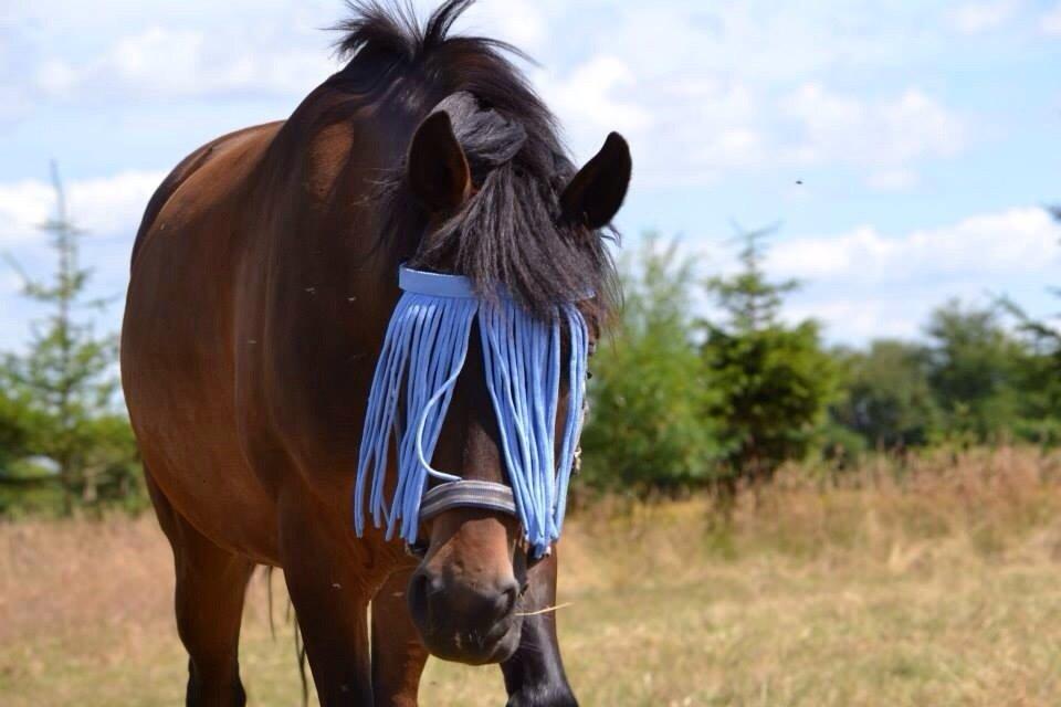 New Forest Mister twostar (tidl. Part) billede 13