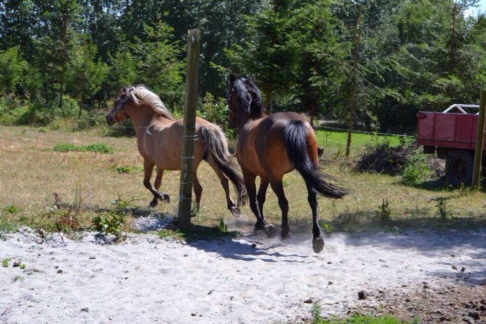 New Forest Mister twostar (tidl. Part) billede 15