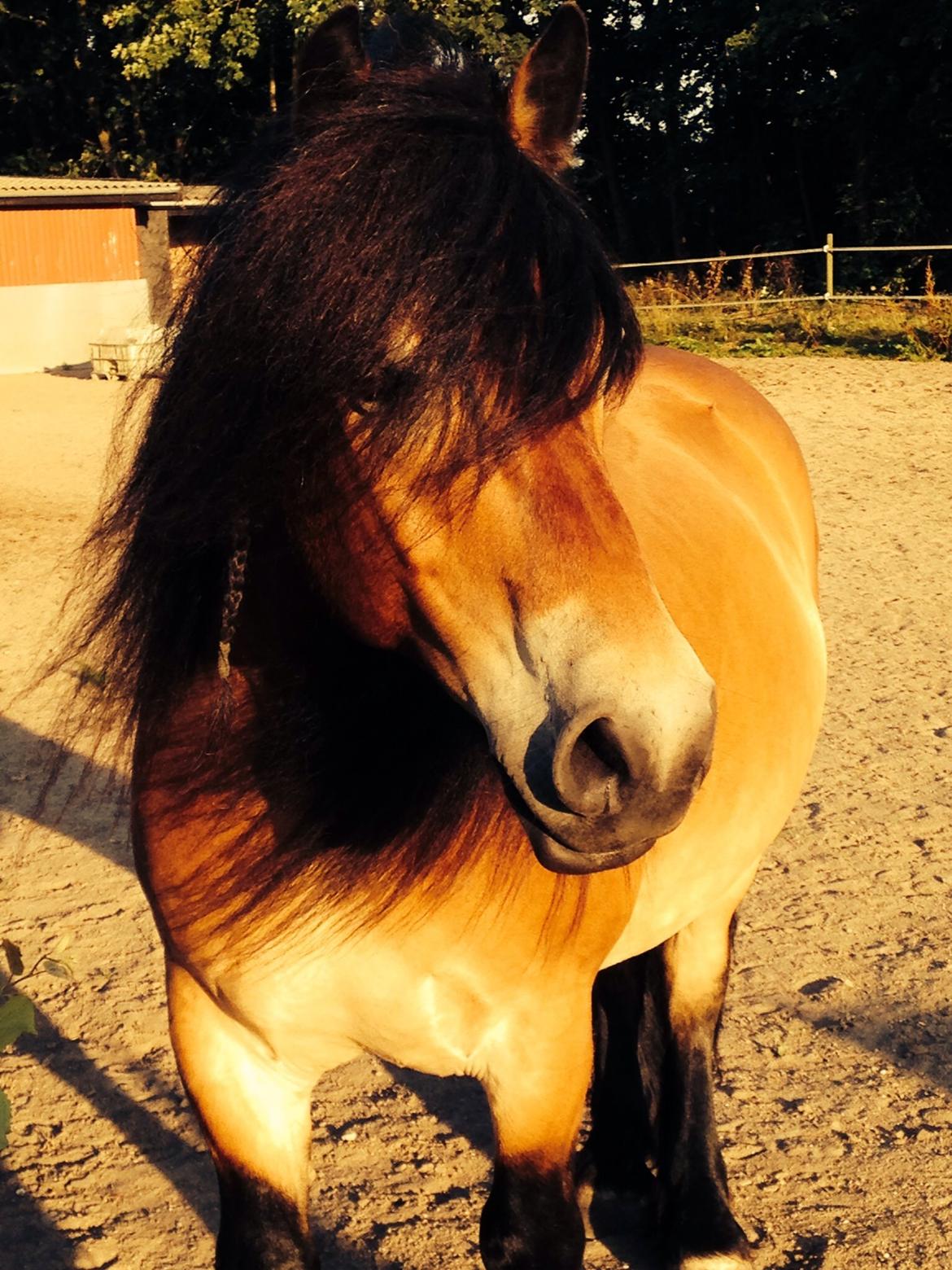 Nordsvensk Skovhest Lukas billede 10