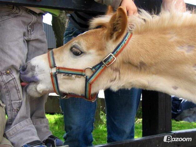 Haflinger Arthos Nordan - Lånt af Arthos' ejer billede 3