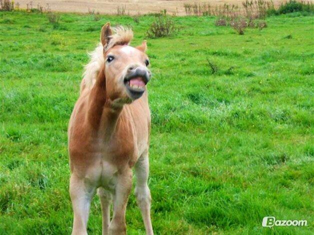 Haflinger Arthos Nordan - Han forstod allerede som føl at charme sig ind på folk, lånt af ejer billede 4