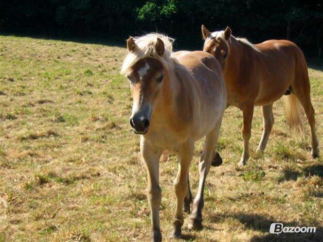 Haflinger Arthos Nordan - lille og nuttet, lånt af ejer billede 6