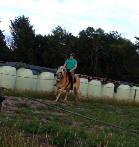 Haflinger Arthos Nordan - første gang på ryggen af Arthos billede 8