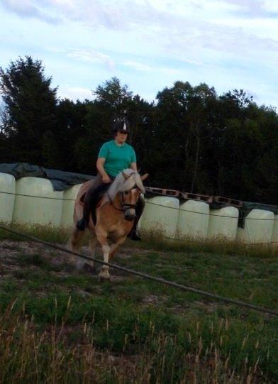 Haflinger Arthos Nordan - han er så nuttet billede 12