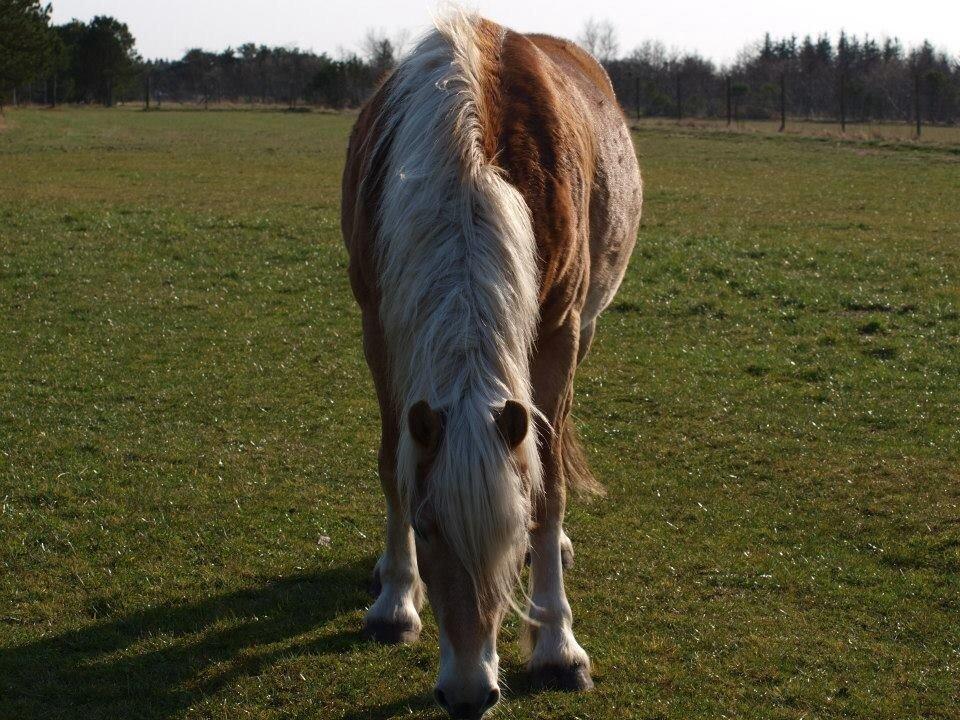 Haflinger Arthos Nordan - lidt tyk har man vel altid lov til at være ikke Arthos, lånt af ejer :-) billede 13