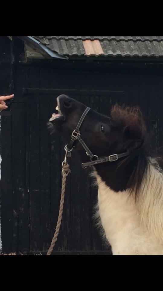 Shetlænder Izmo billede 14