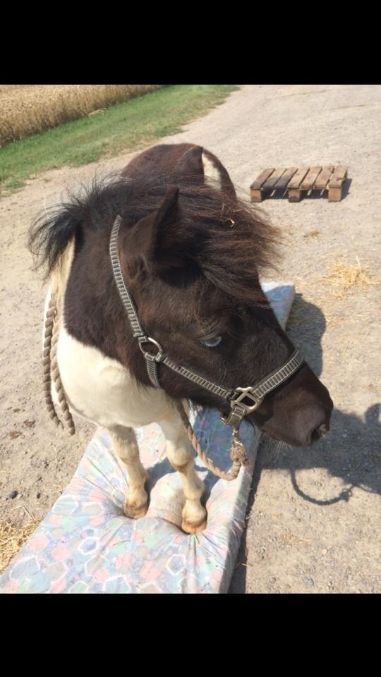 Shetlænder Izmo billede 16