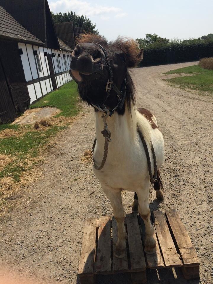 Shetlænder Izmo billede 17