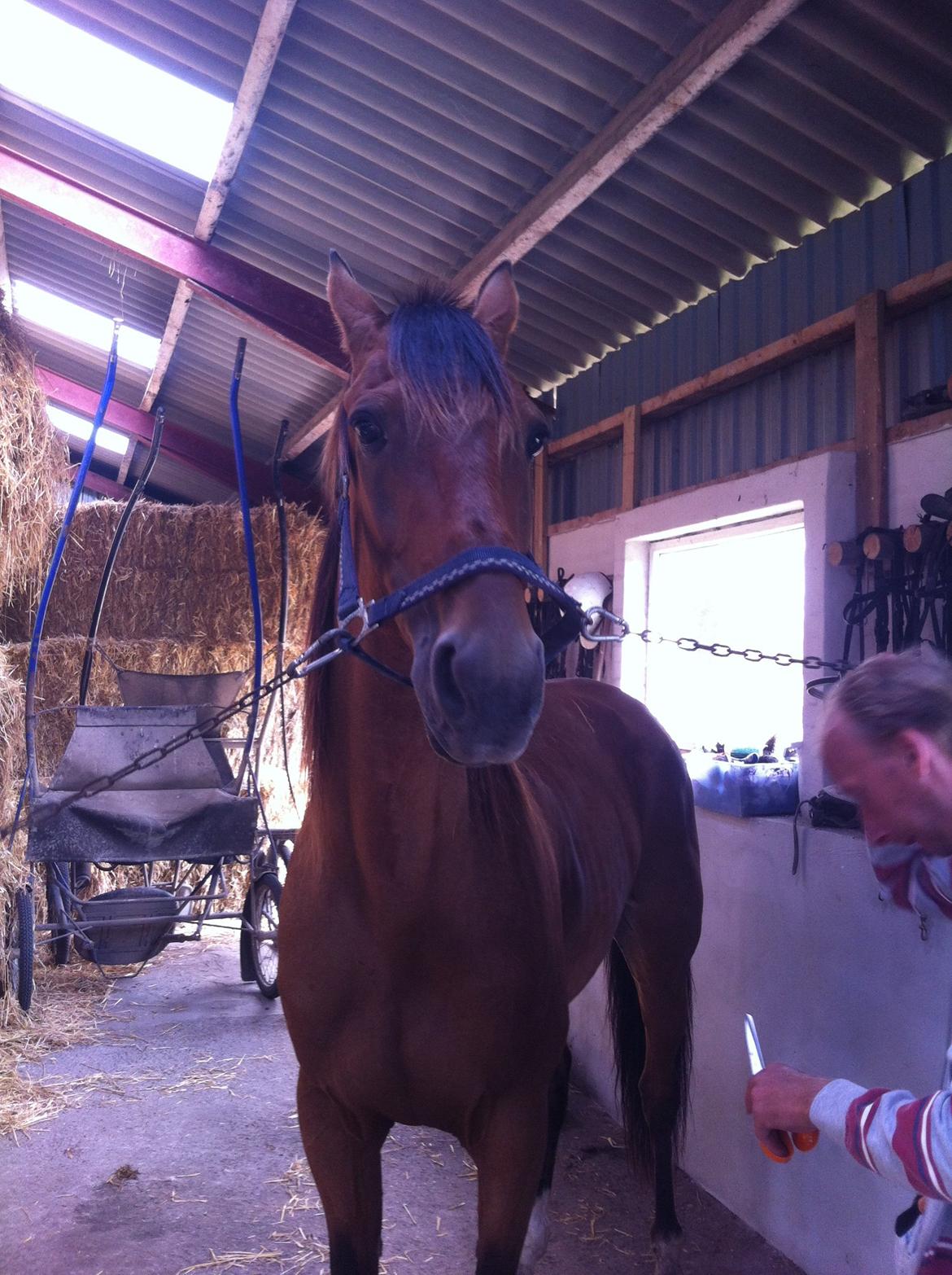 Traver Magic frazer billede 3