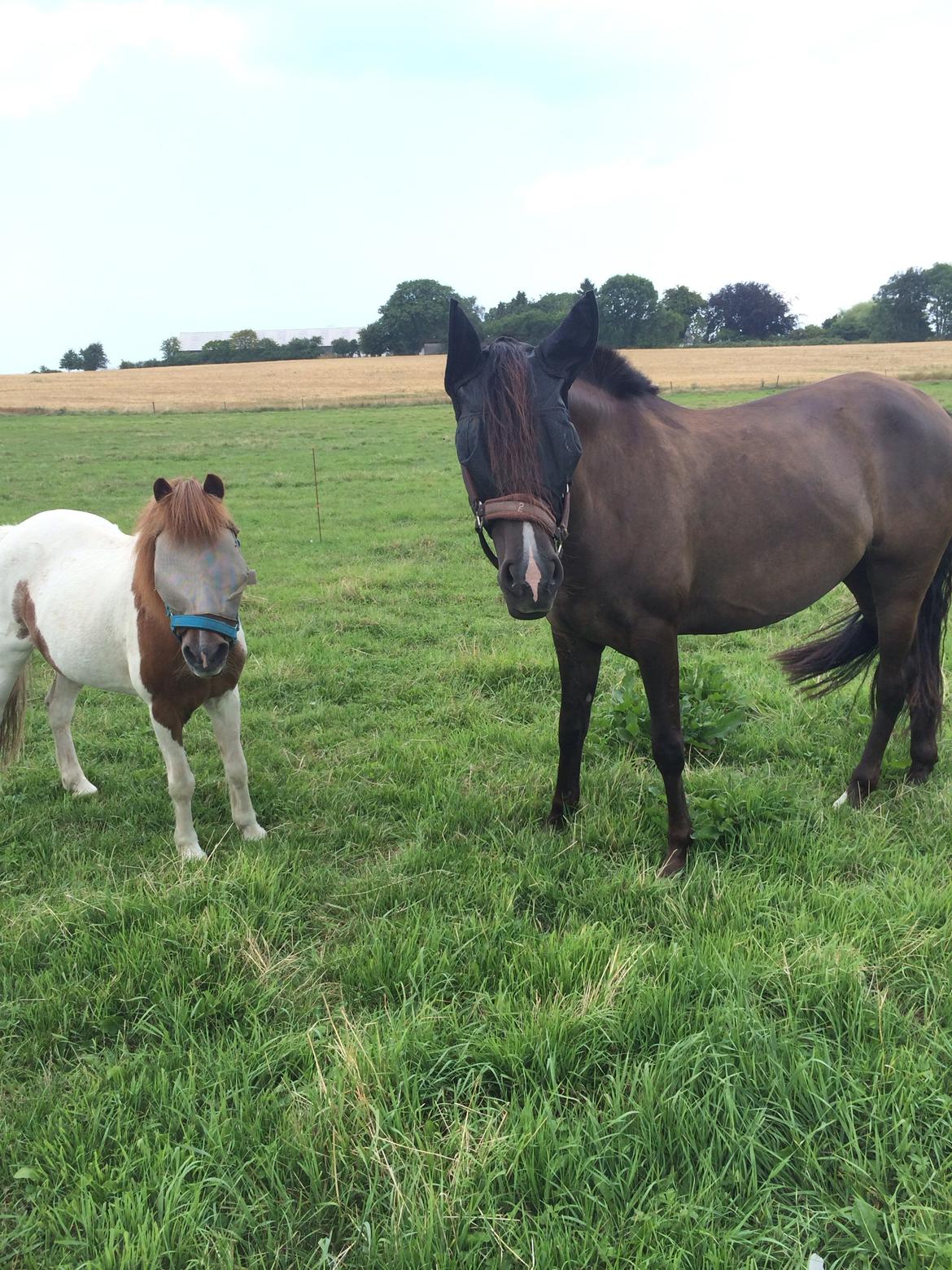Pura Raza Española Autentica billede 12