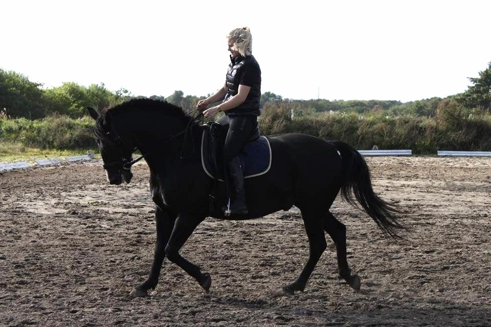 Anden særlig race SANTANA - 2013 billede 16