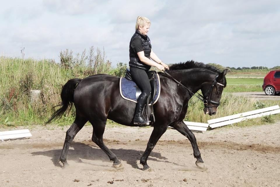 Anden særlig race SANTANA - 2013 billede 17