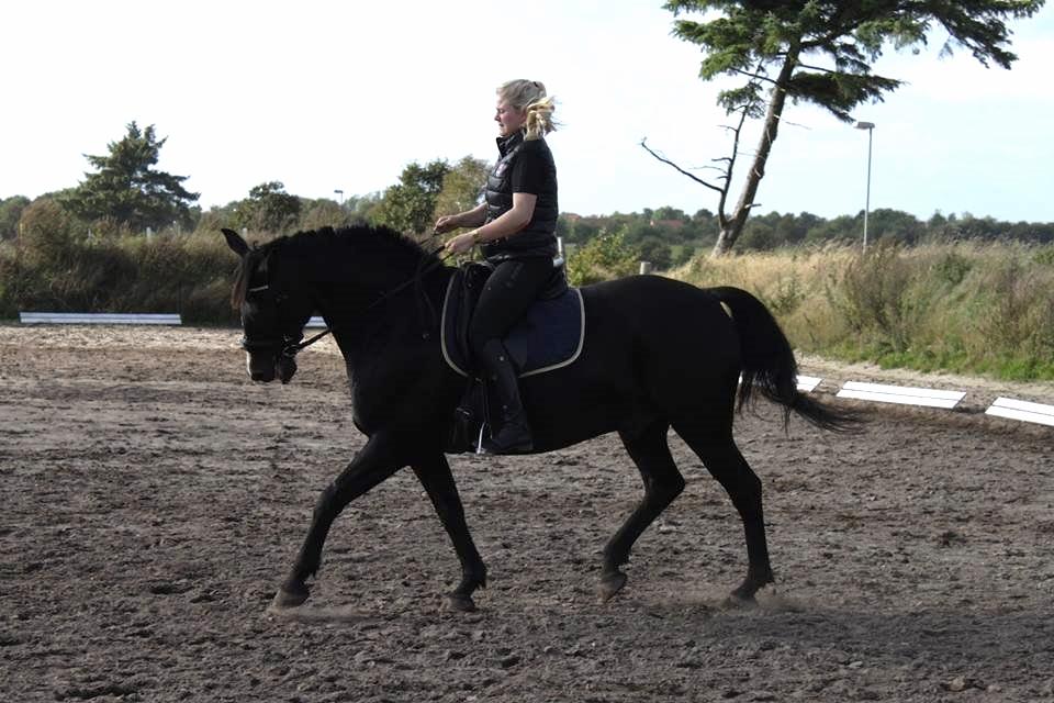 Anden særlig race SANTANA - 2013 billede 18