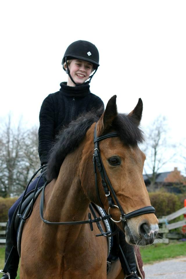 Irsk Sportspony Coillcru Flight billede 10